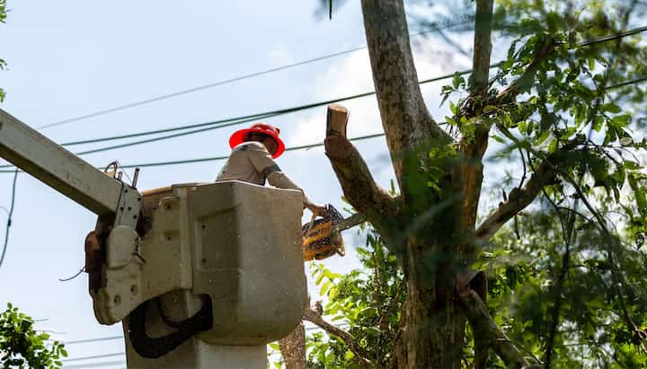 tree service sacramento ca