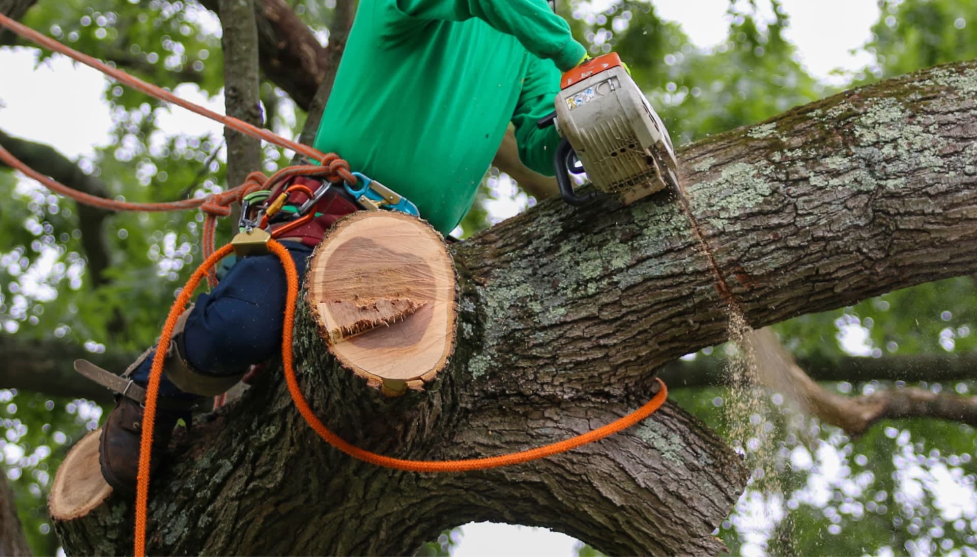 Shed your worries away with best tree removal in Sacramento