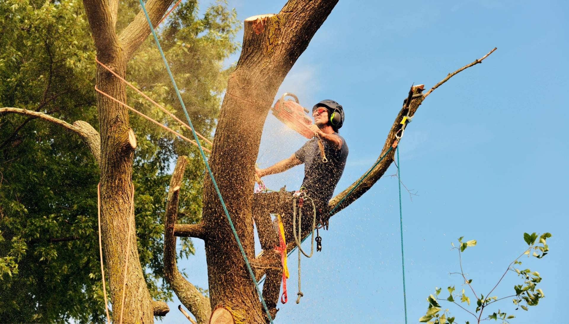 Get rid of tree problems with the expert tree removal contractors in Sacramento