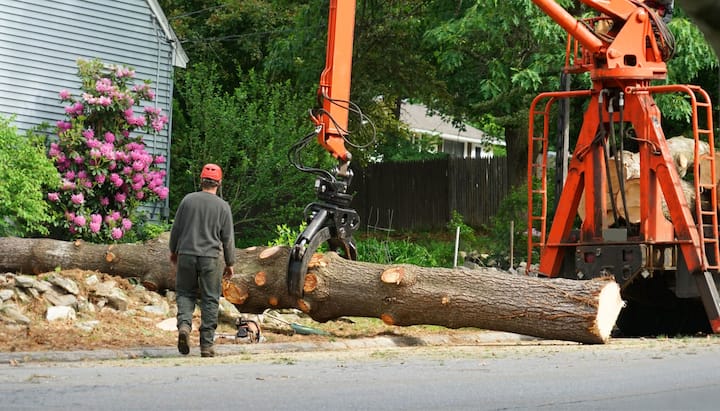 tree service sacramento