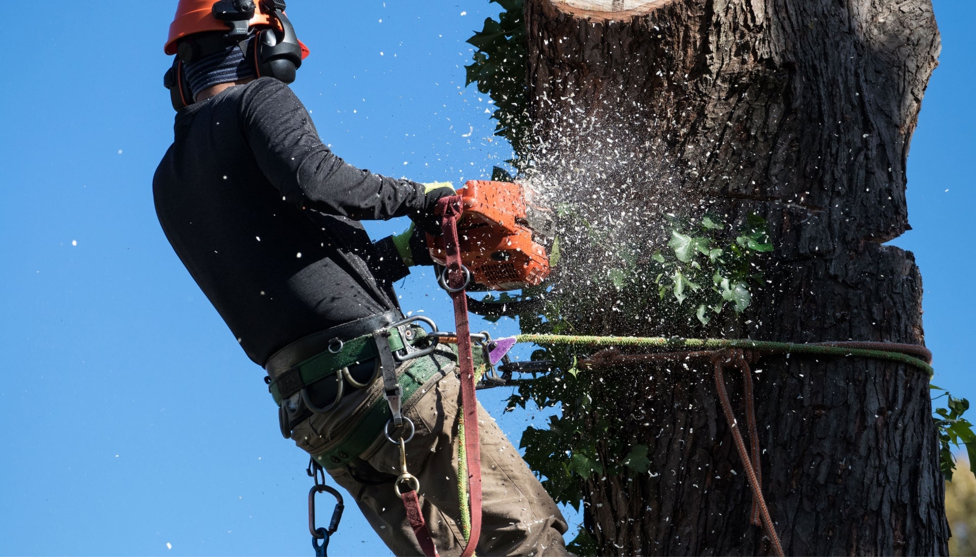 Professional Tree removal solutions in Sacramento